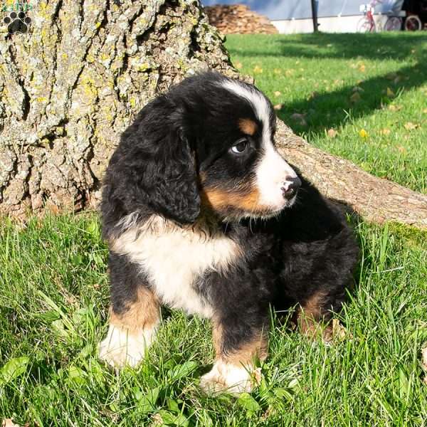 Poppy, Bernese Mountain Dog Puppy